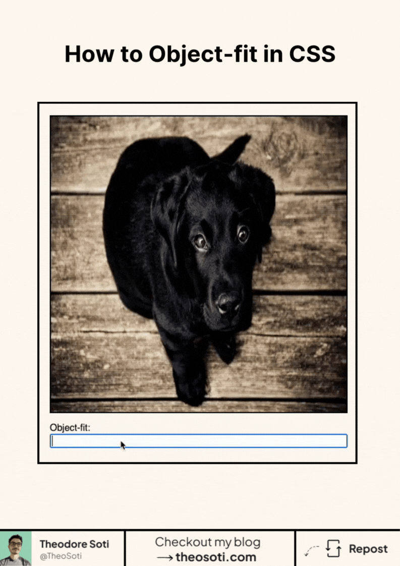 The same image displayed with each of the five CSS object-fit values